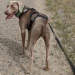 Salt Flats Endurance Run