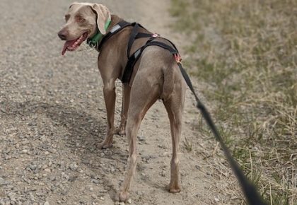 Salt Flats Endurance Run