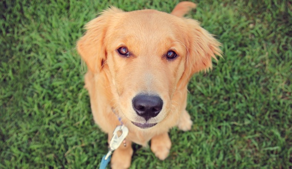 Annual Mutt Strut Vermont